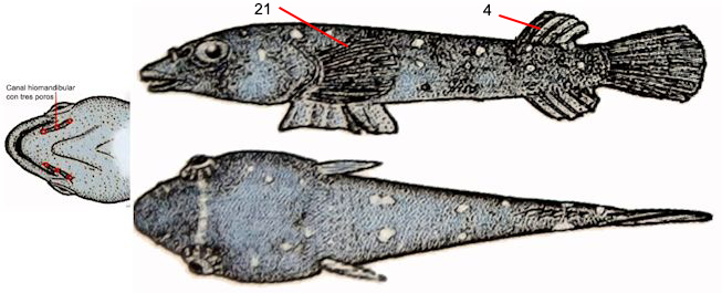 Apletodon incognitus_001.jpg